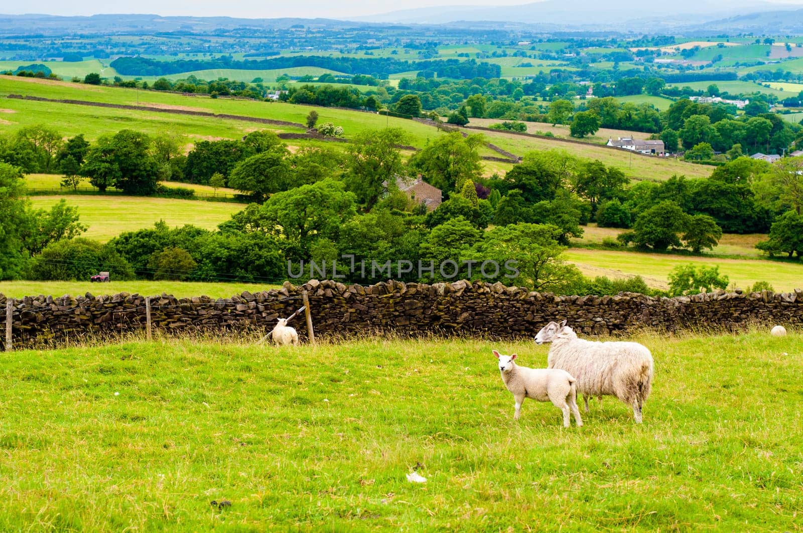View of English grazing sheep in countryside