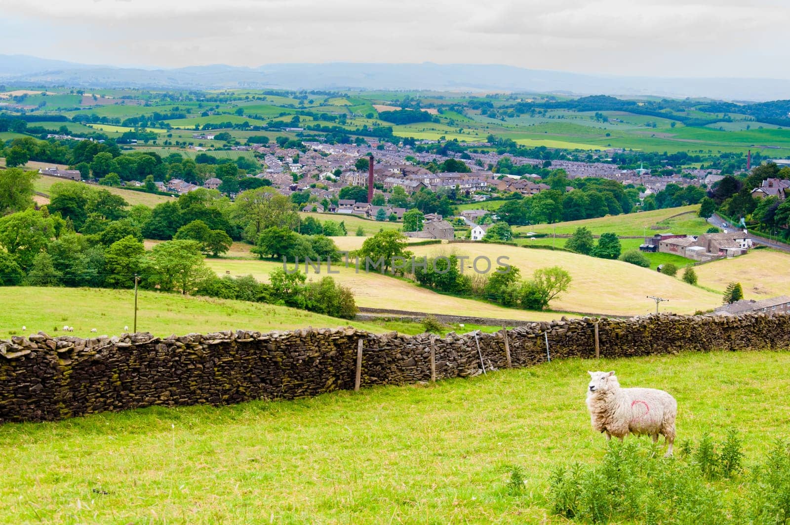 View of English grazing sheep in countryside