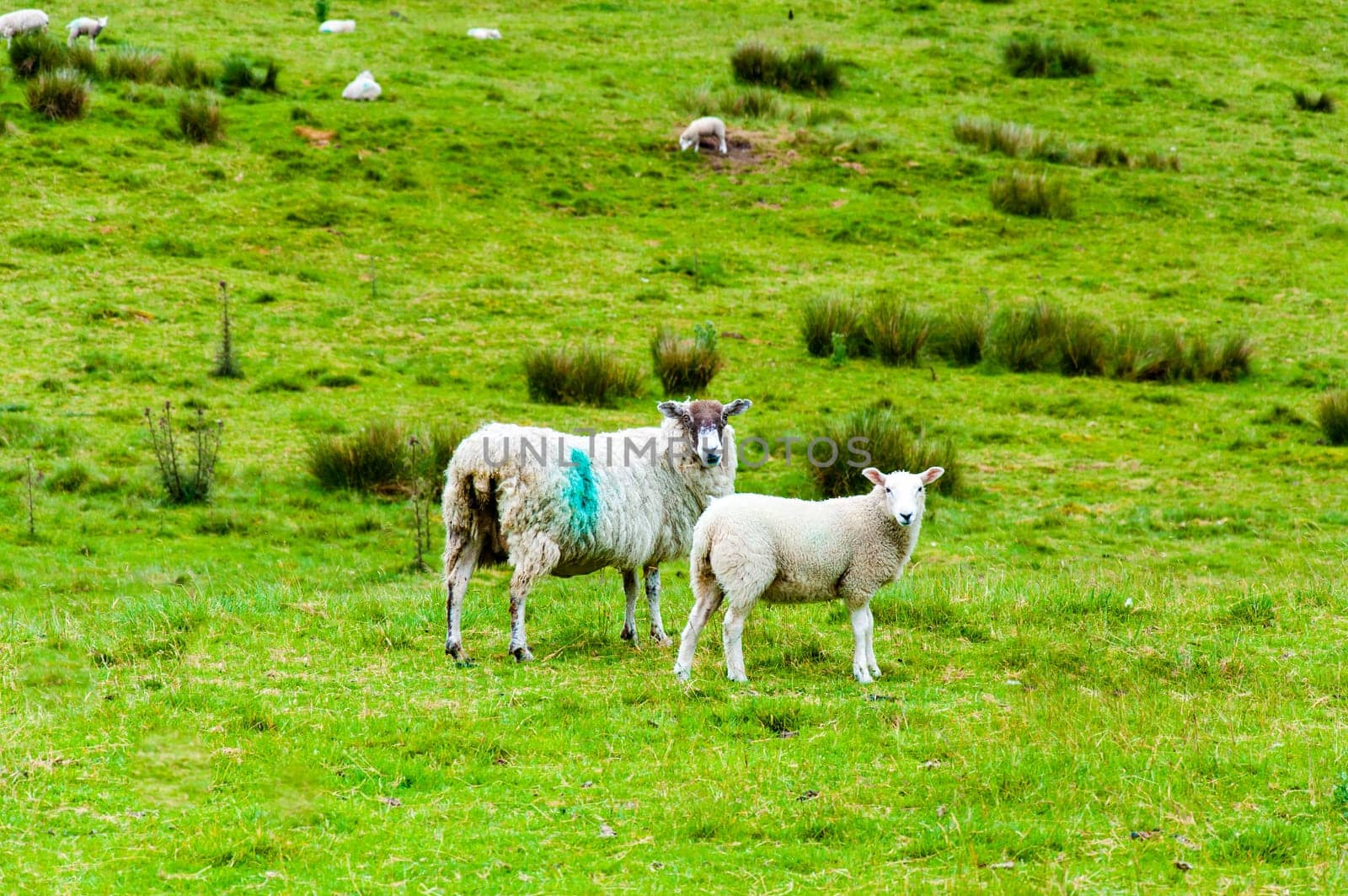 View of English grazing sheep in countryside