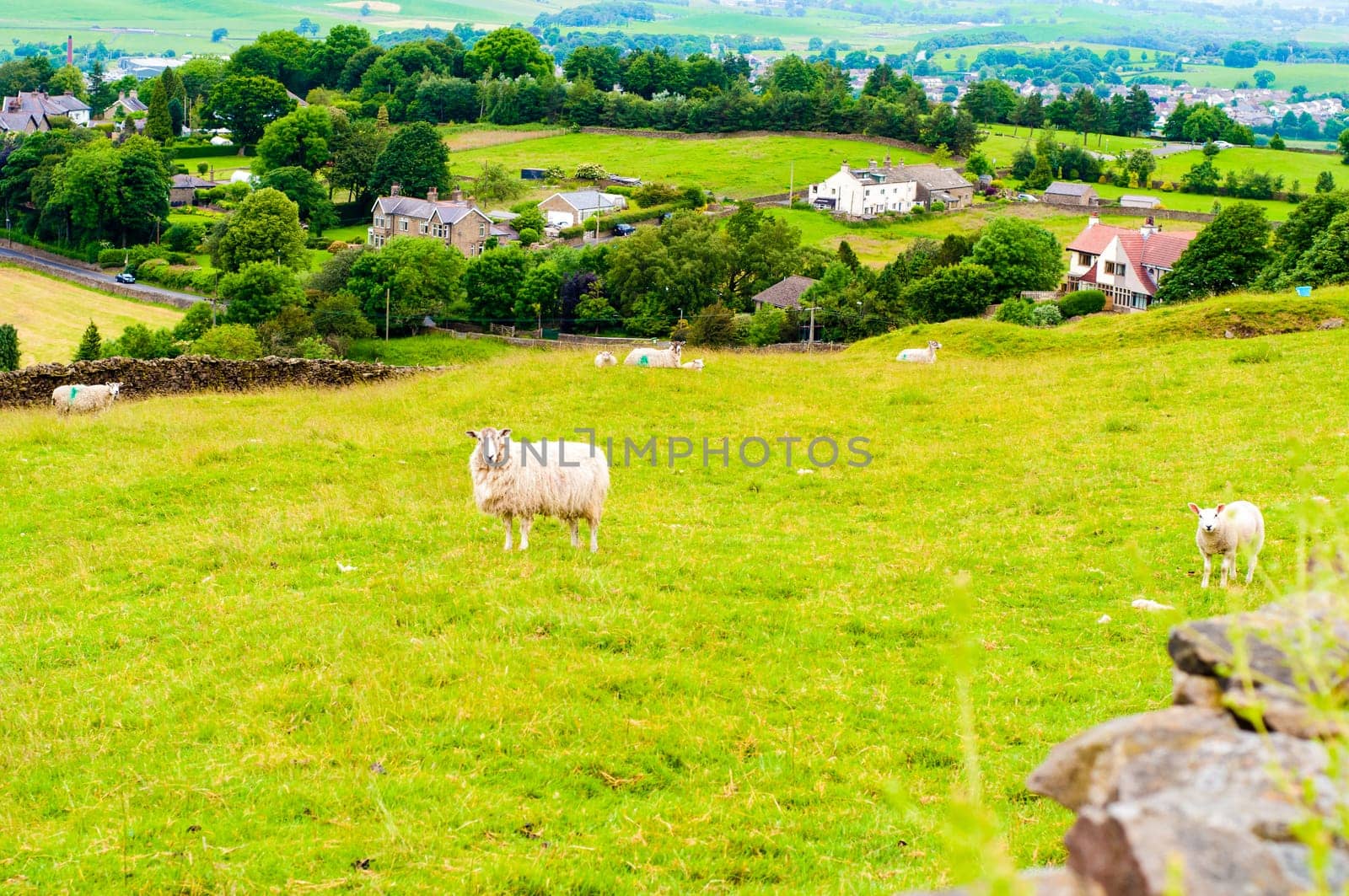 View of English grazing sheep in countryside