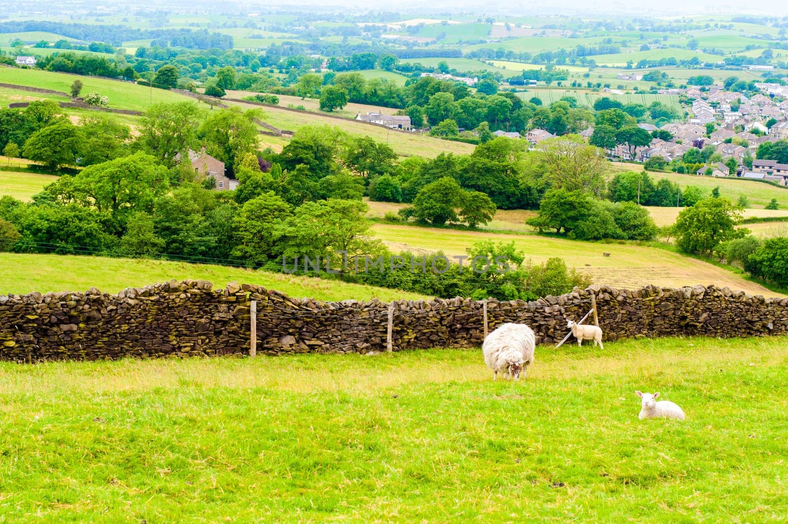 View of English grazing sheep in countryside
