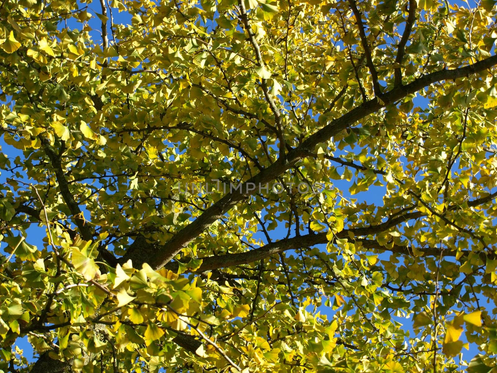 Ginkgo biloba