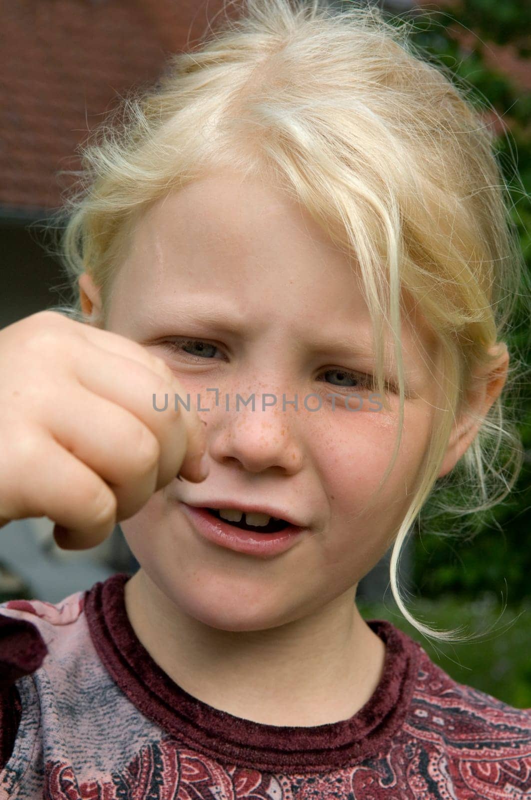Maikaefer  Melolontha  krabbelnd, Nase