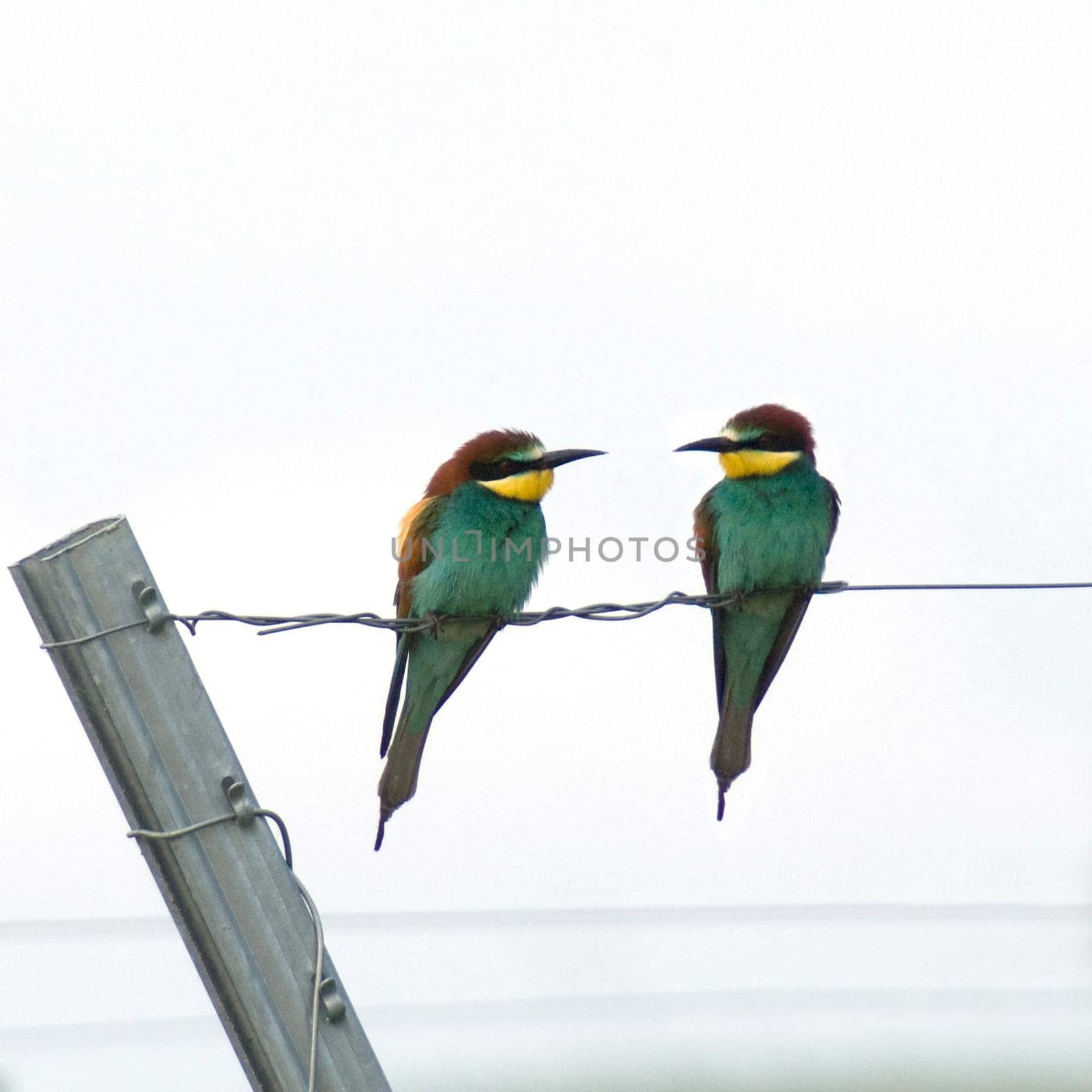 Bienenfresser, Merops apiaster