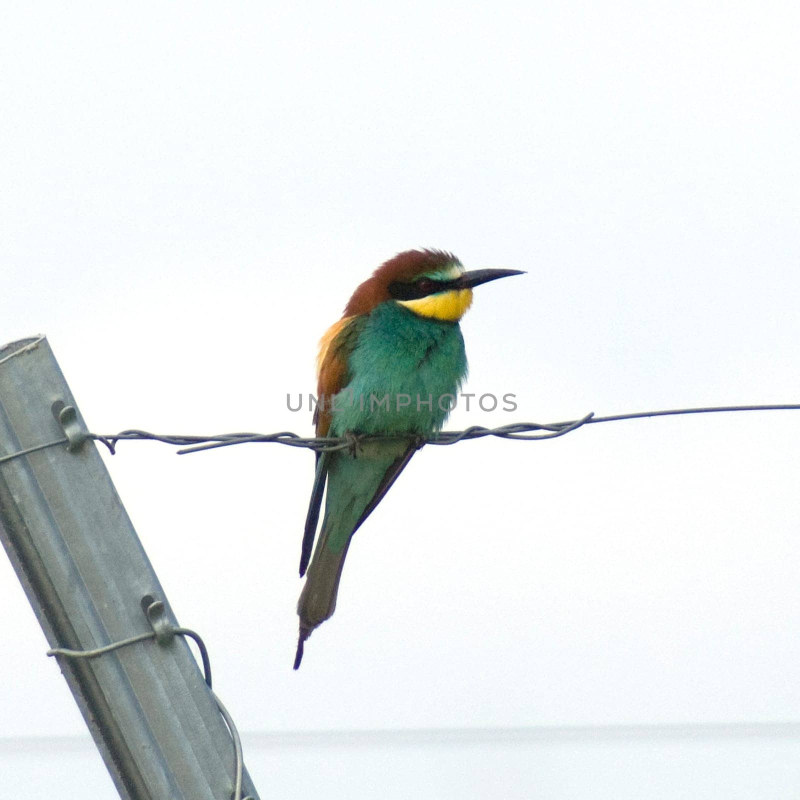 Bienenfresser, Merops apiaster