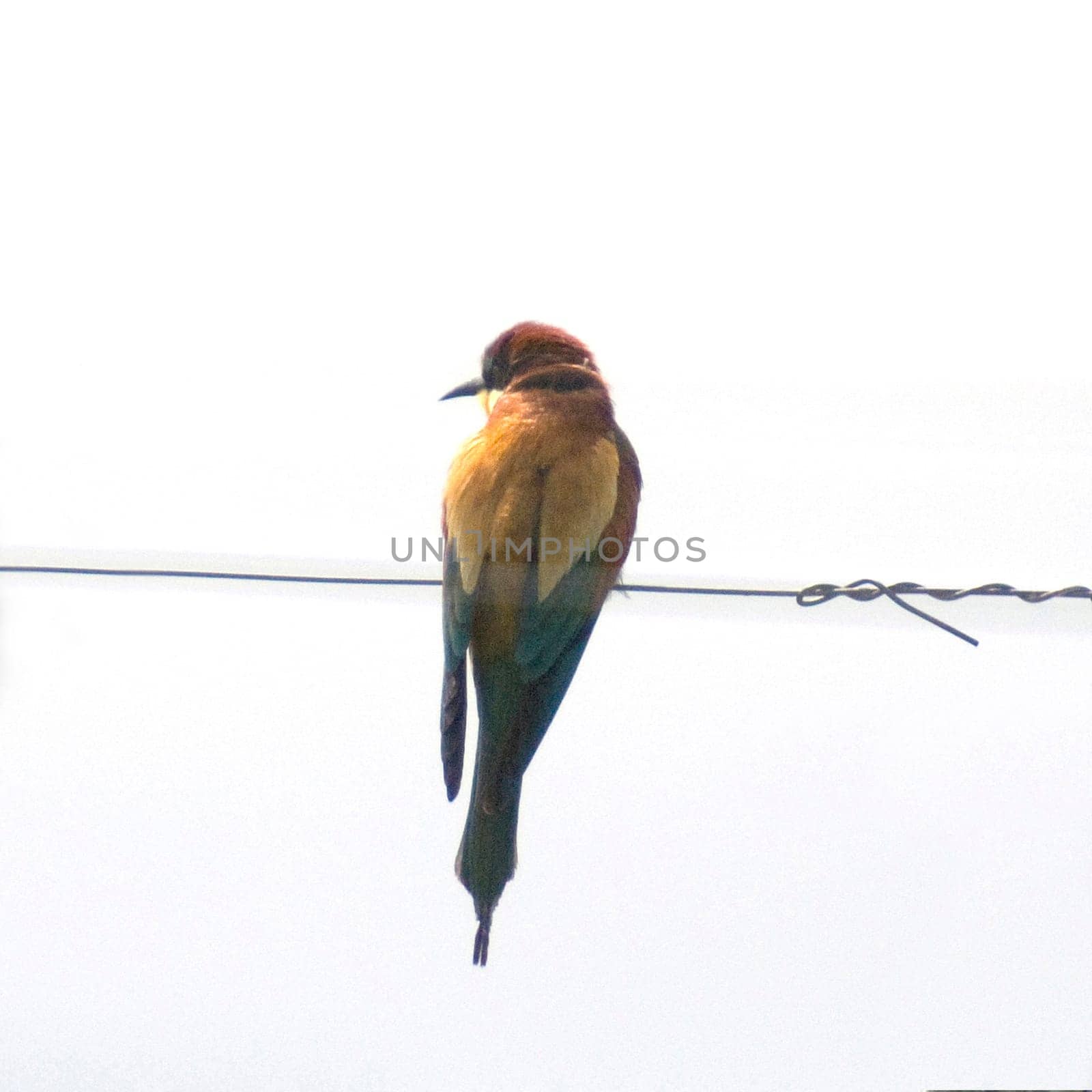 Bienenfresser, Merops apiaster