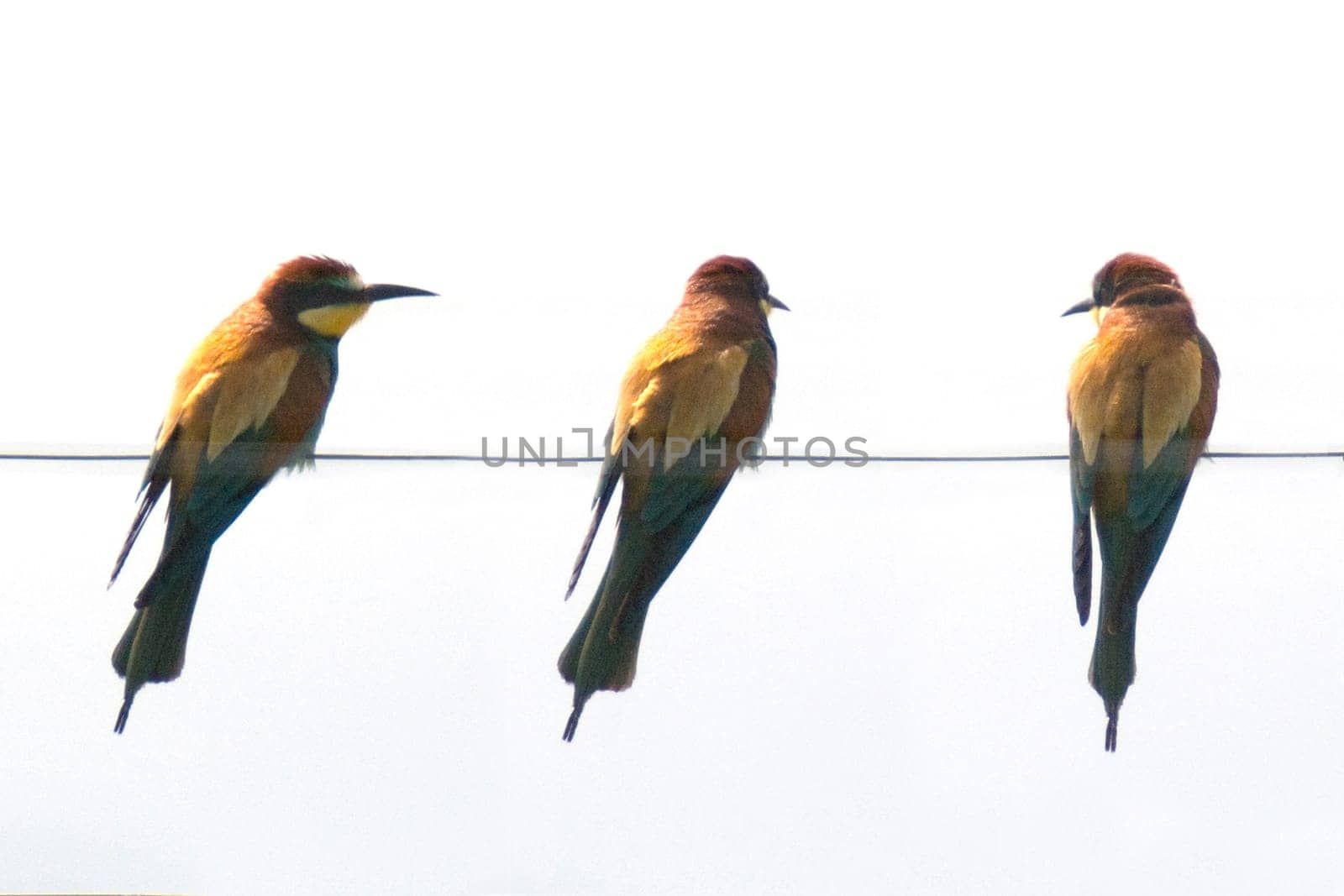 Bienenfresser, Merops apiaster