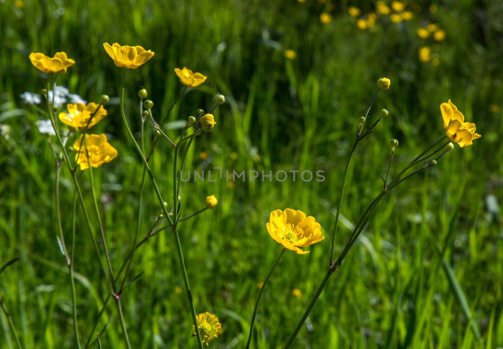 Buttercups Close Up in with grass in the background.
