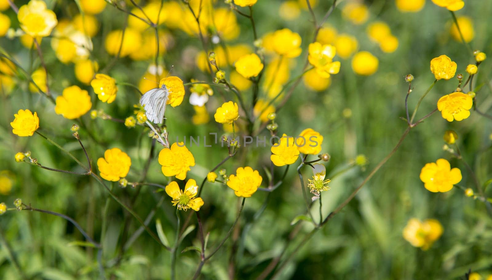 Butterfly on Buttercup Flower with grass.
