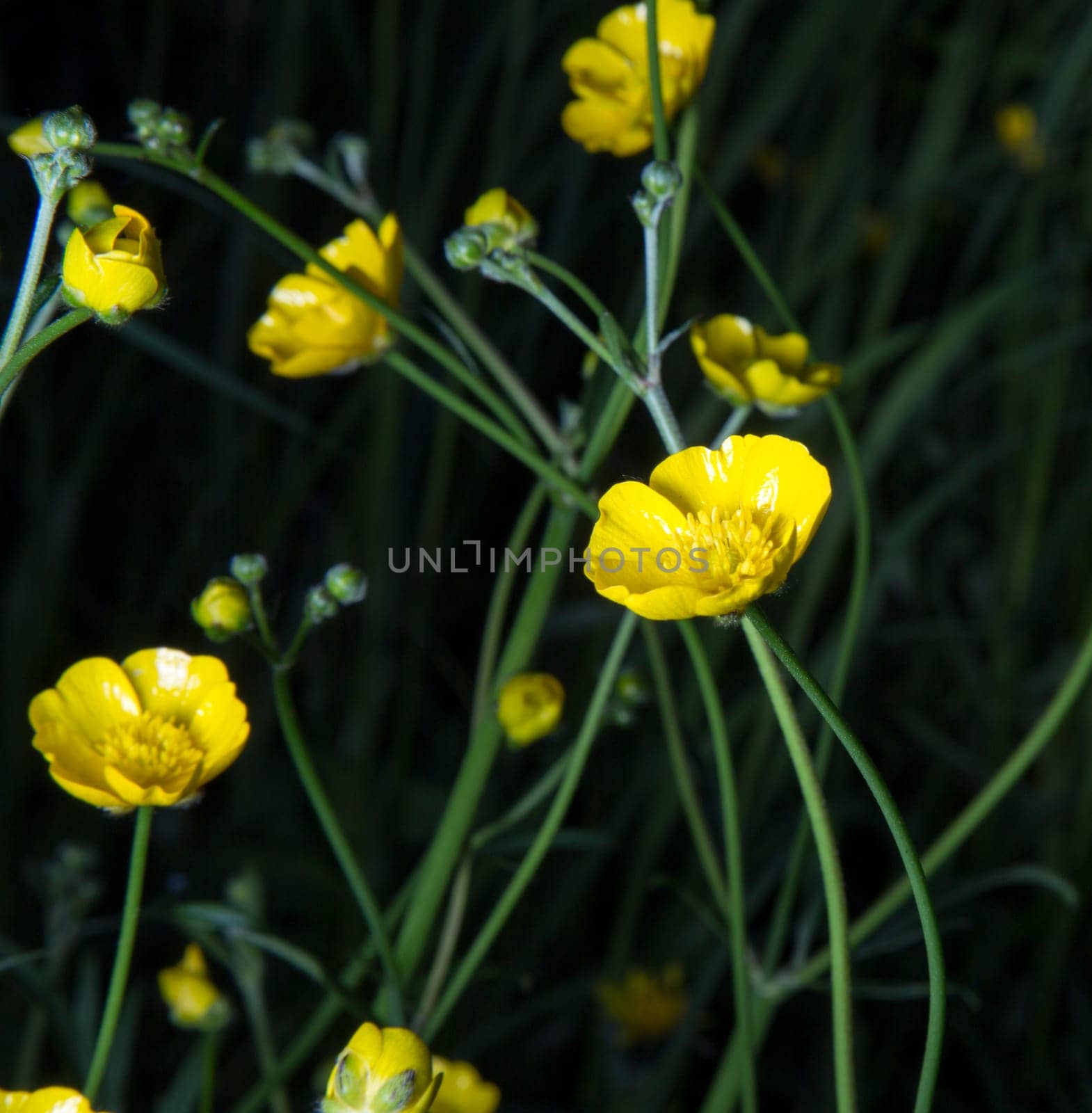 Buttercups Close Up in the forest.