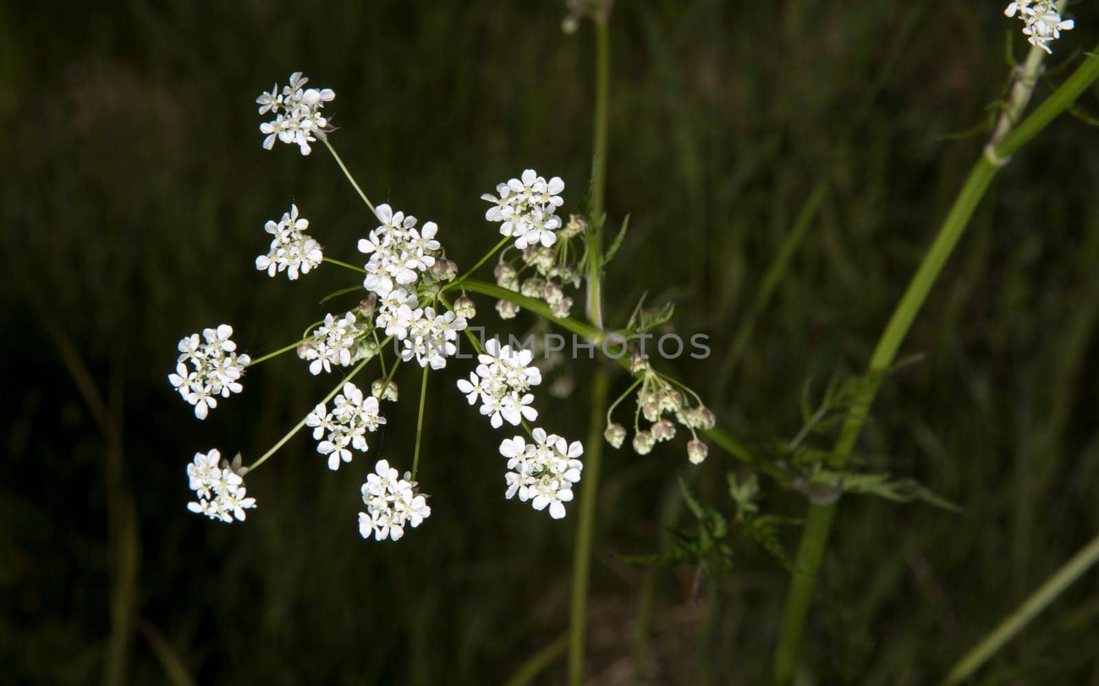 Cow Parsley Close Up with grass in the background.
