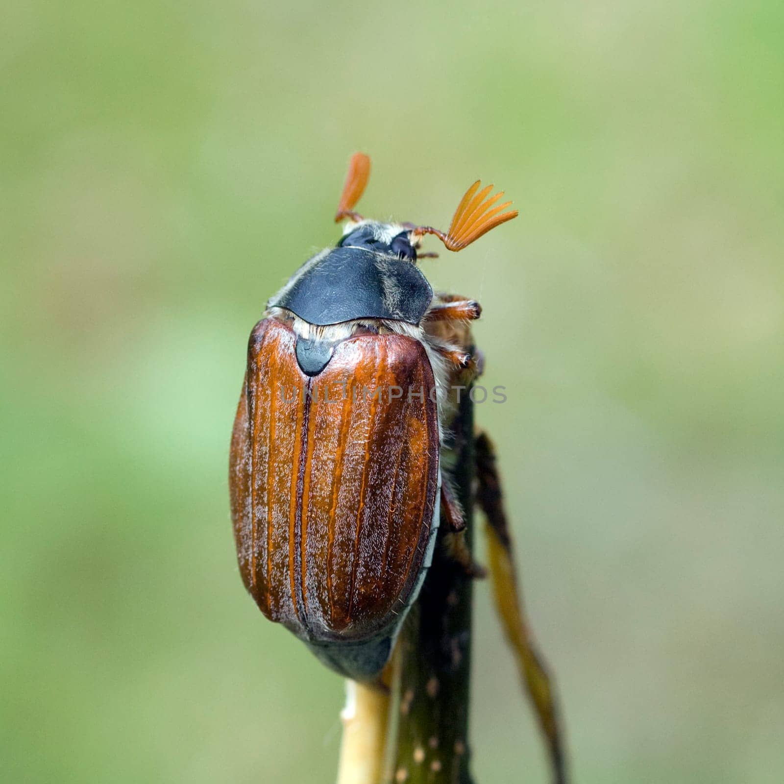 Maikaefer  Melolontha