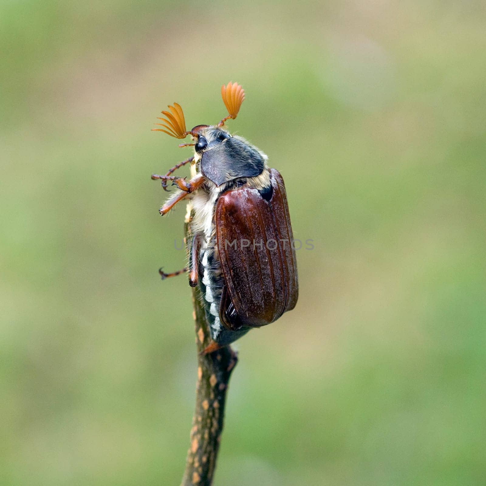 Maikaefer  Melolontha