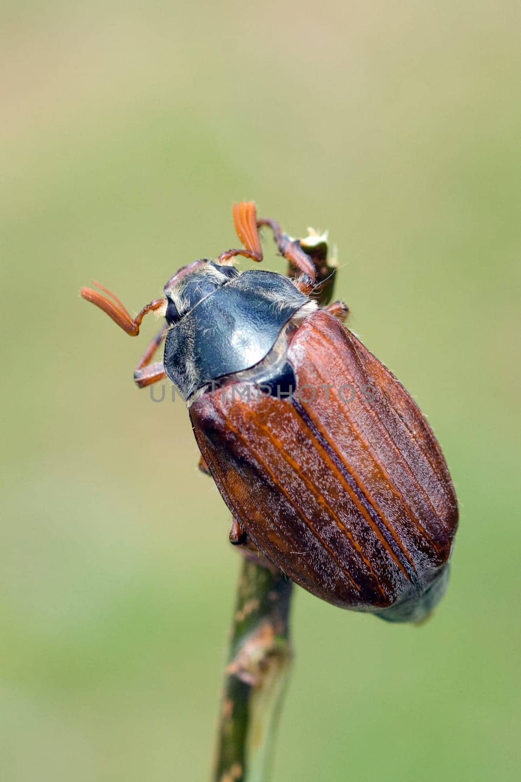 Maikaefer  Melolontha