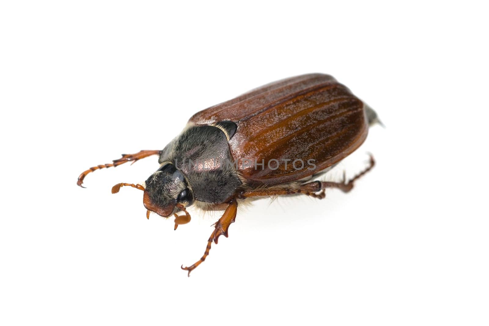 Maikaefer  Melolontha  weiblich
