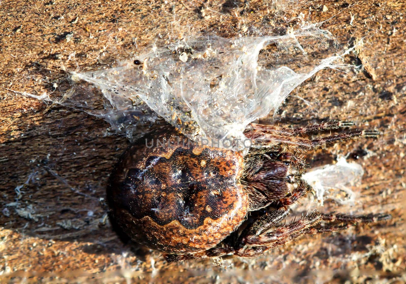Close up of a crevice cross spider sitting on a piece of tree bark.