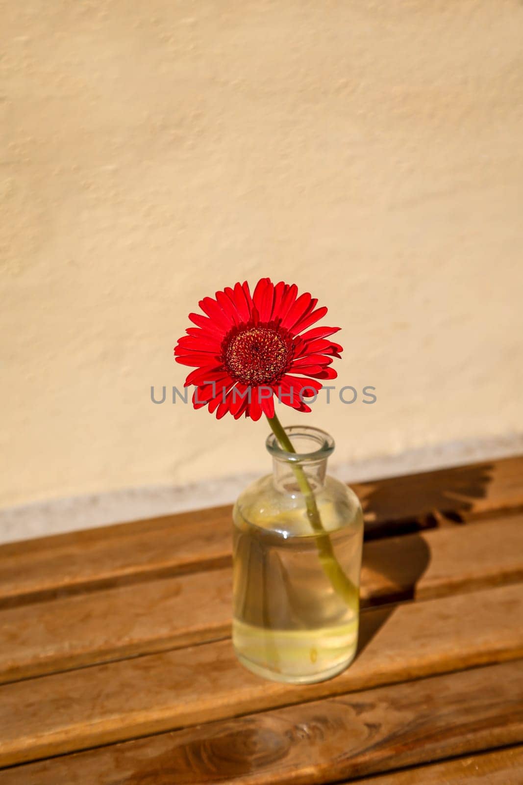 A red gerbera in a bottle. A flower in a bottle.