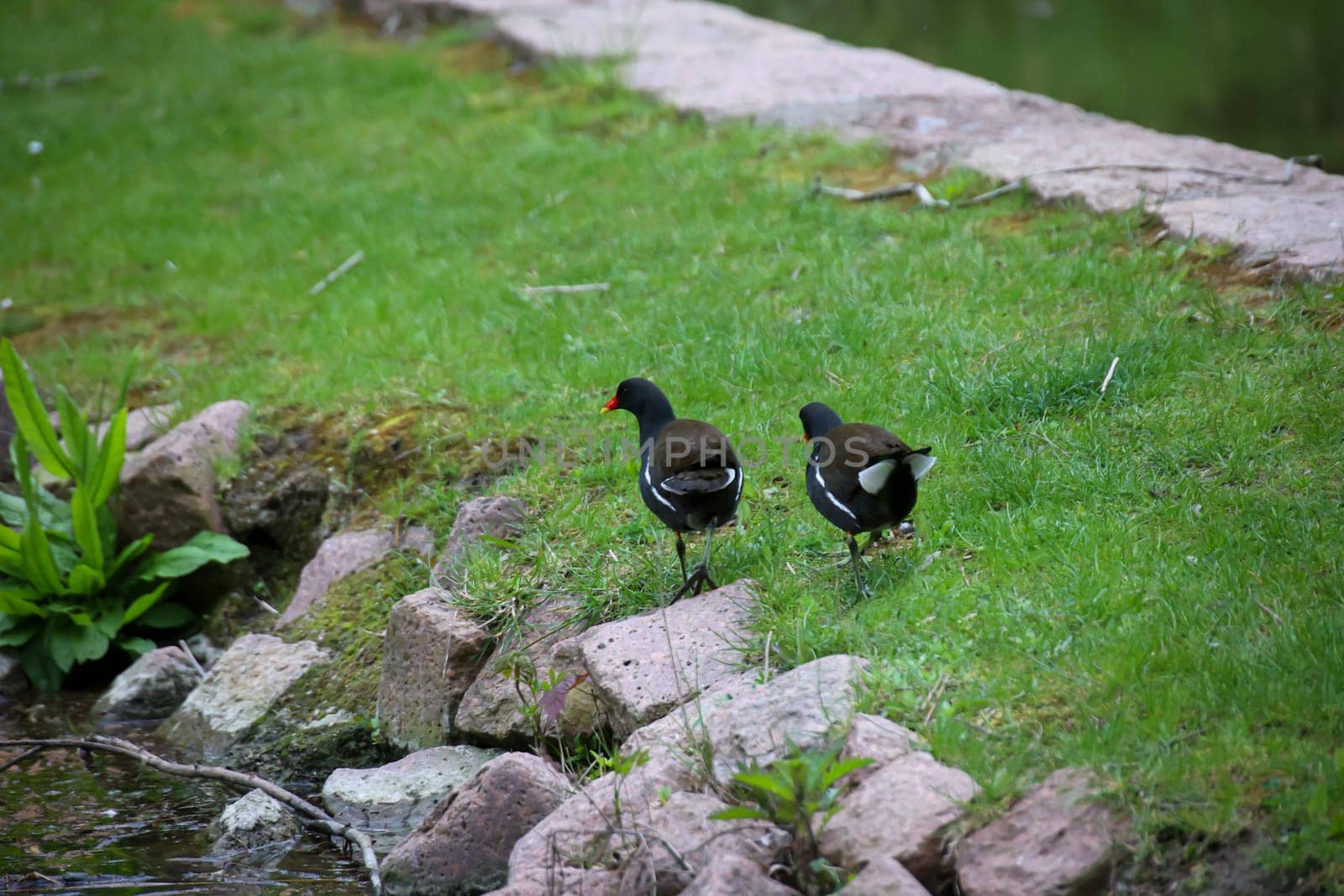 Two pond rails walk along the bank of a pond.