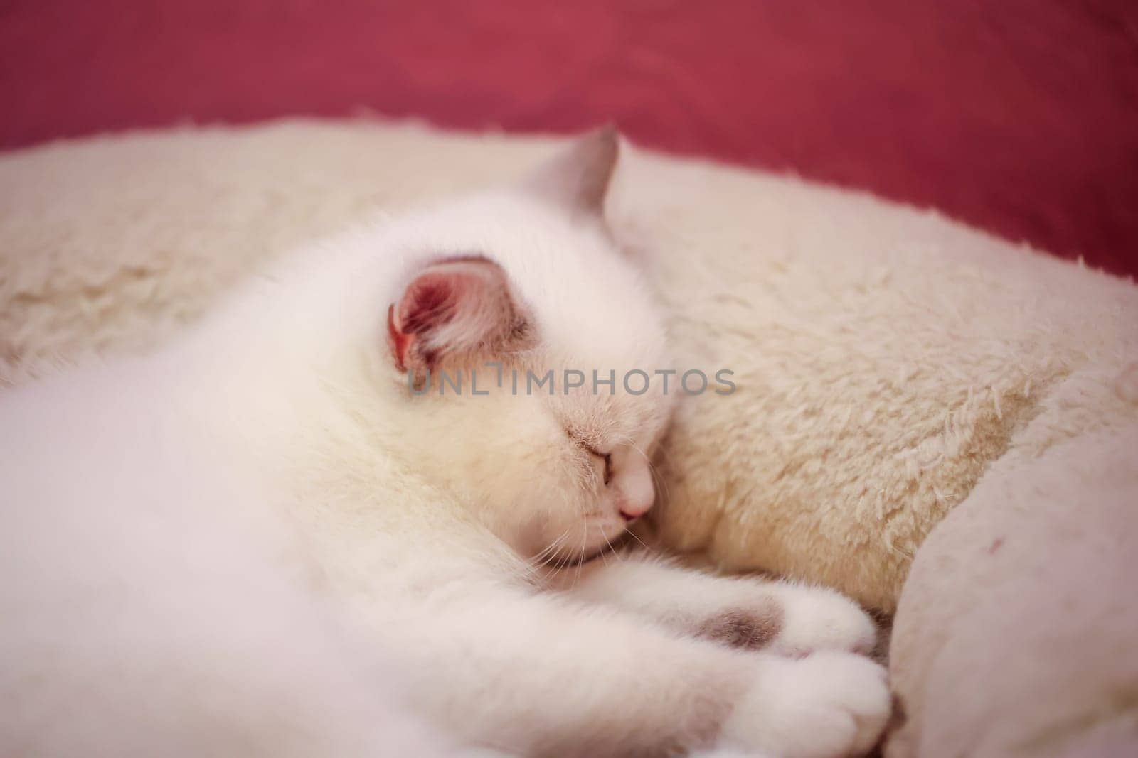 Portrait of a small British Longhair cat. Close up of a kitten.