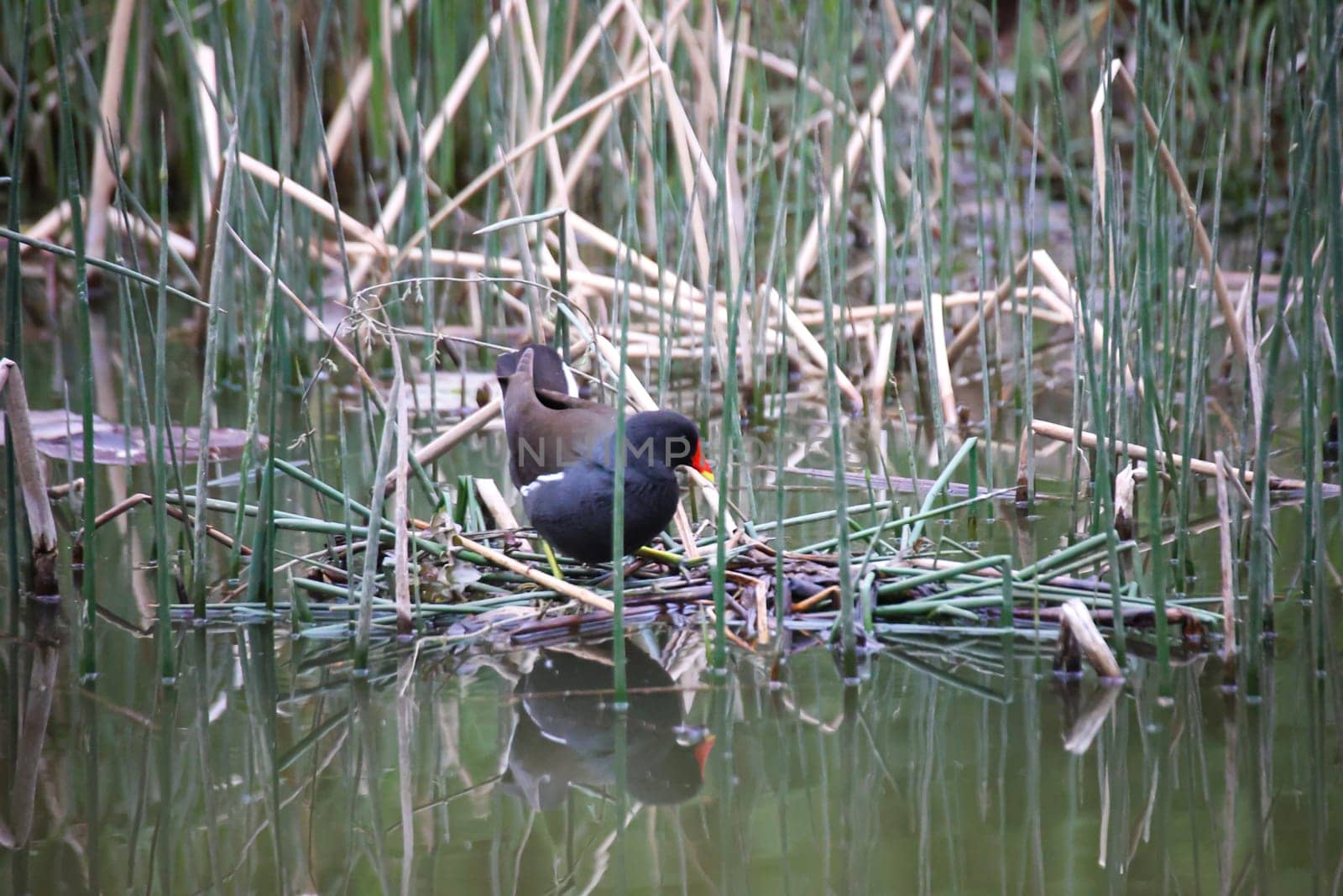 A water rail building its nest among water plants.