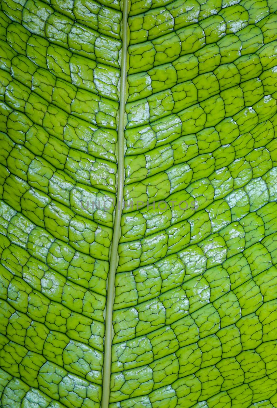A close-up of a plant leaf. A texture of a leaf of a plant.