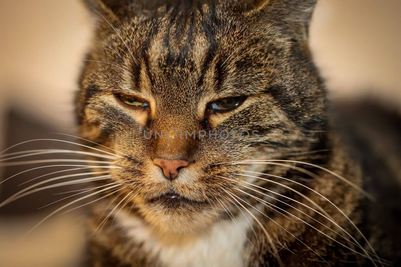 Portrait of a house cat, a cat with reddish-brown fur.