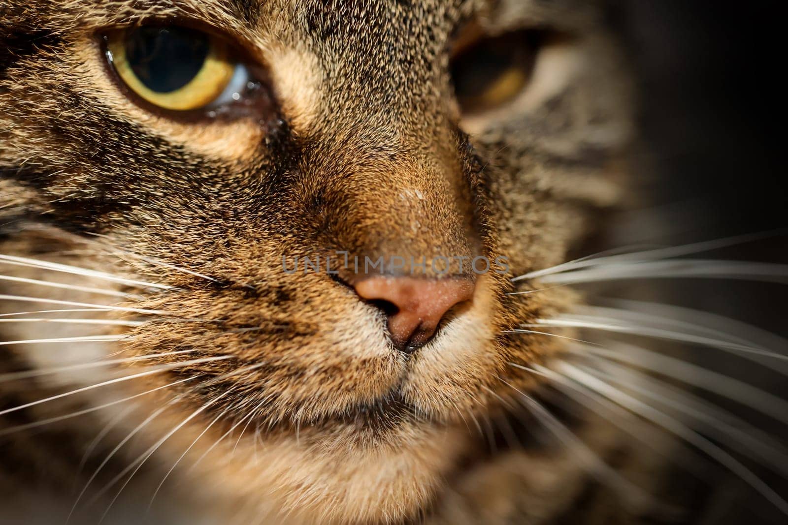 Portrait of a house cat, a cat with reddish-brown fur.