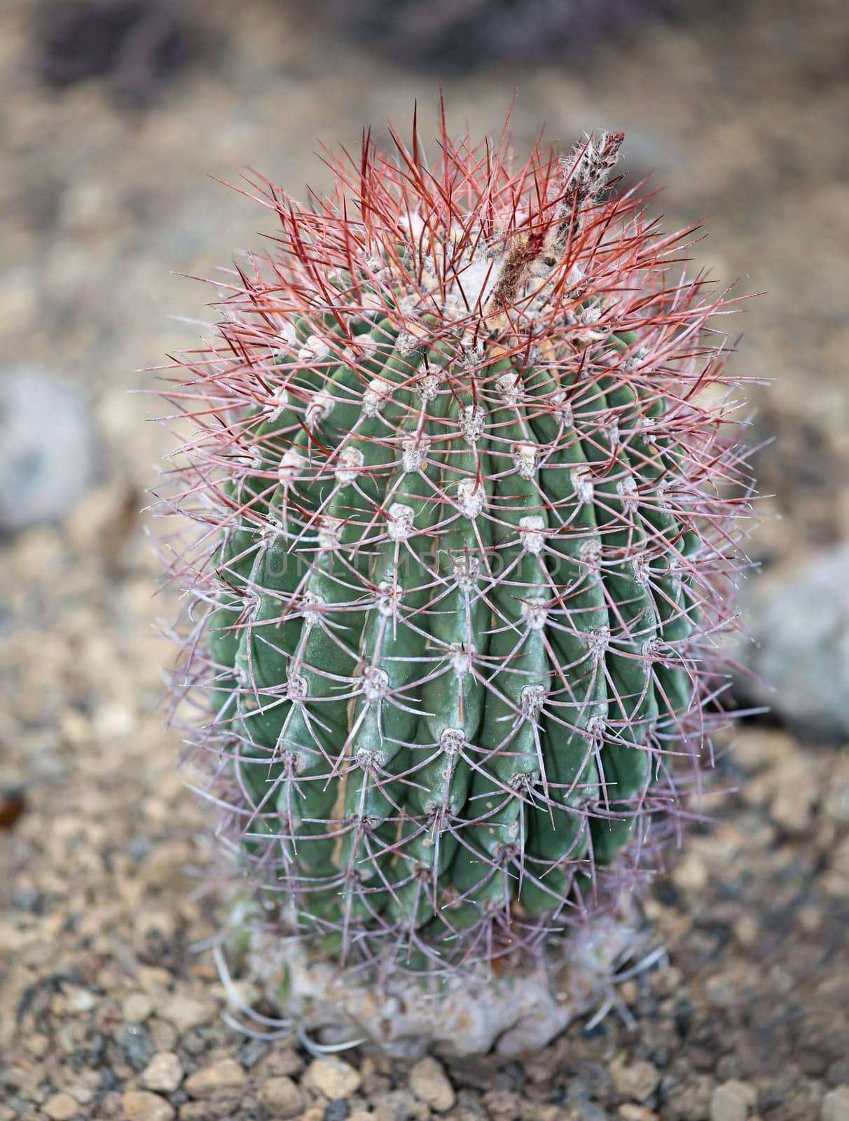 Portrait of a cactus, the fruits of a cactus. A cactus in a tropical environment.