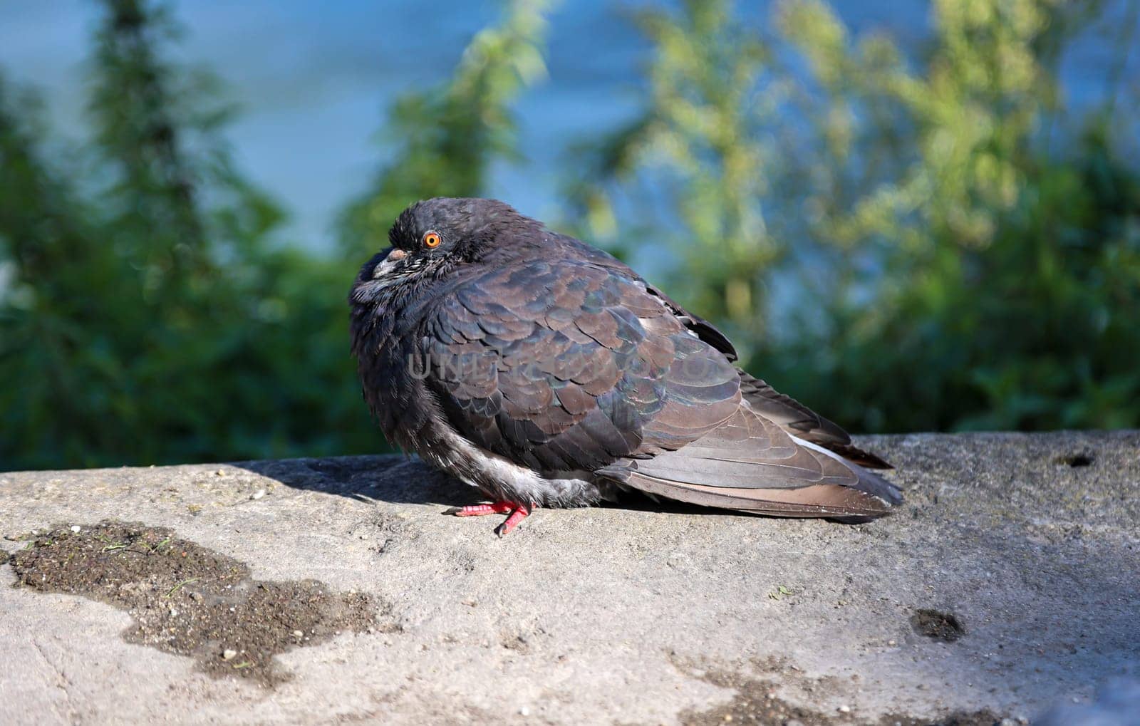 Pigeon sitting on a stone by the river in the summer. A pigeon in its urban environment. Pigeons can be found in every locality.