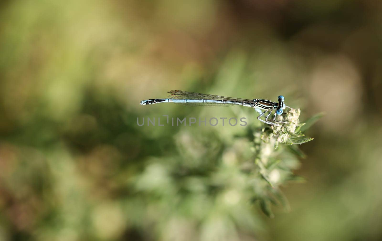 A damselfly on the flower of a plant in midsummer.