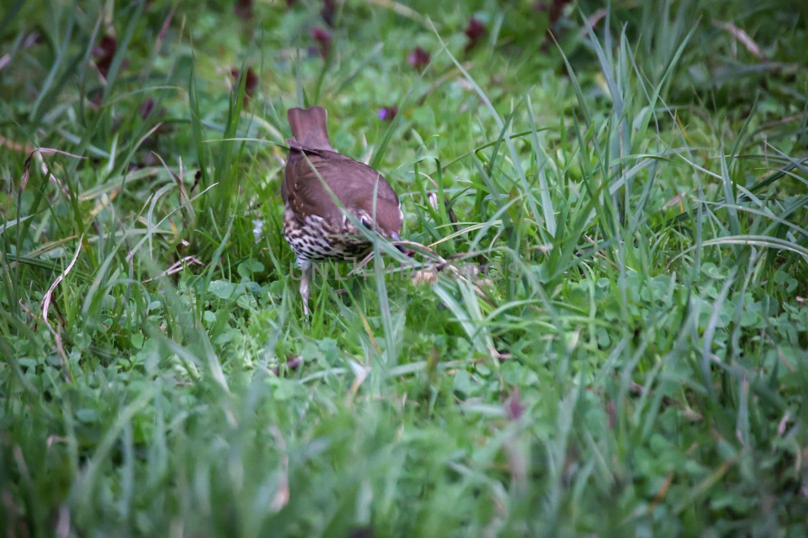 A song thrush in search of earthworms for its offspring.