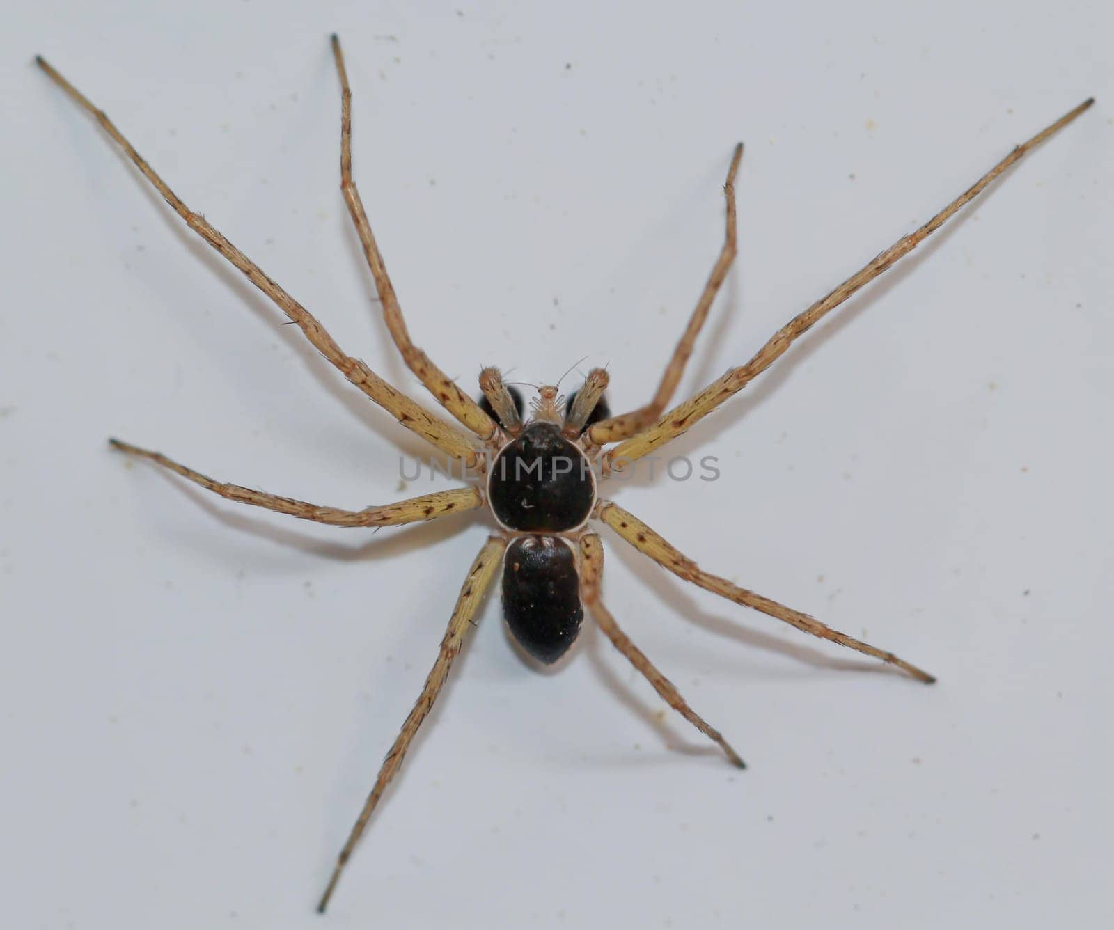 A two-color flat-streaked spider, Philodromus dispar on a wall.
