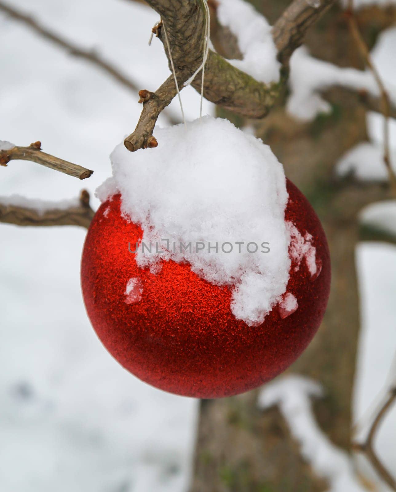 A bright red ball at Christmas time covered with snow on a tree outside.