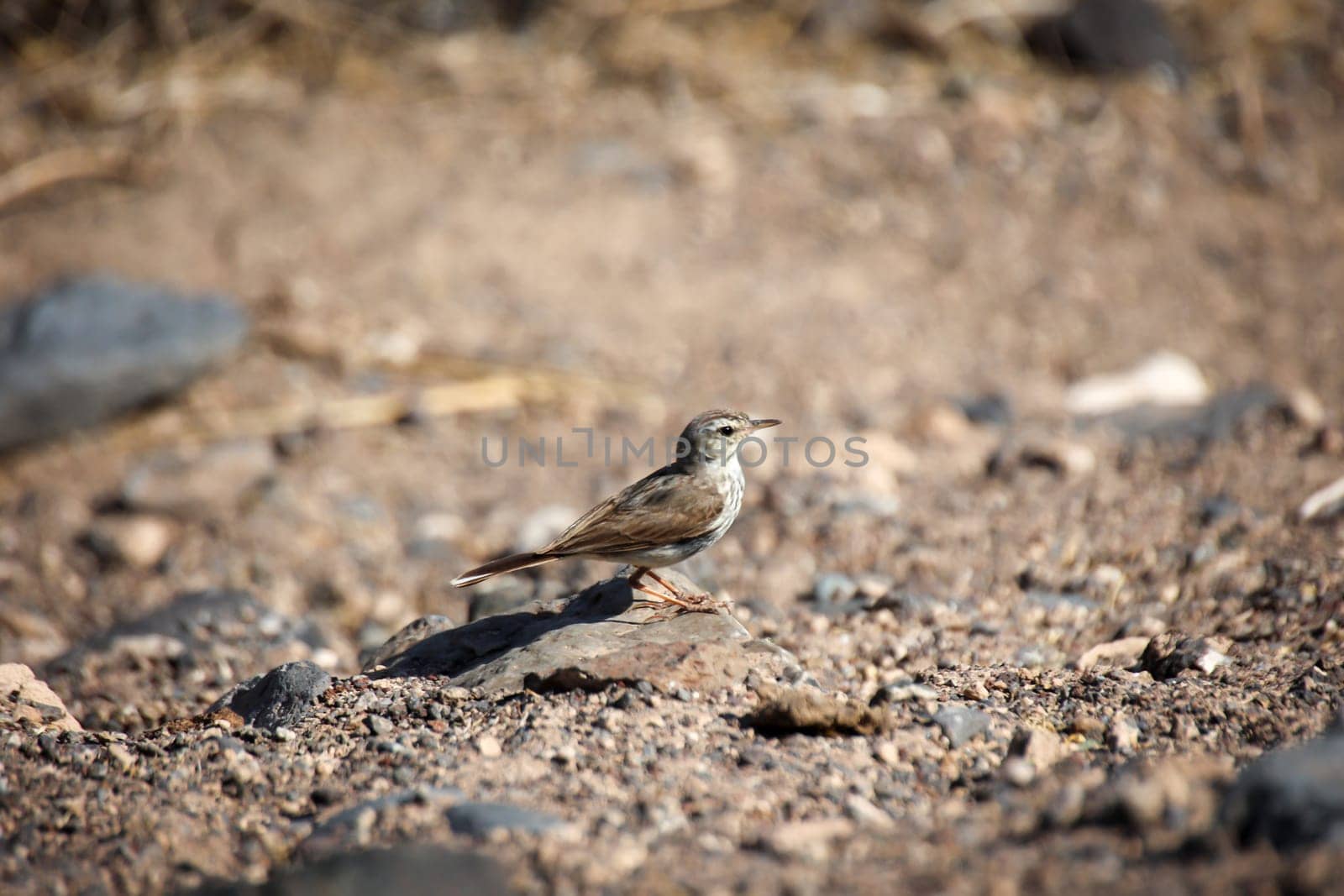Close-up of a Canary Pipit (Anthus berthelotii), a wading bird in the Canary Islands.
