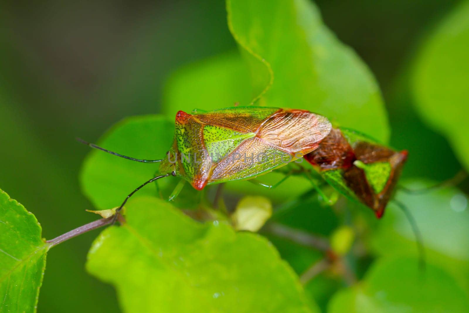 Two trefoil spiny bugs, Acanthosoma haemorrhoidale mating.