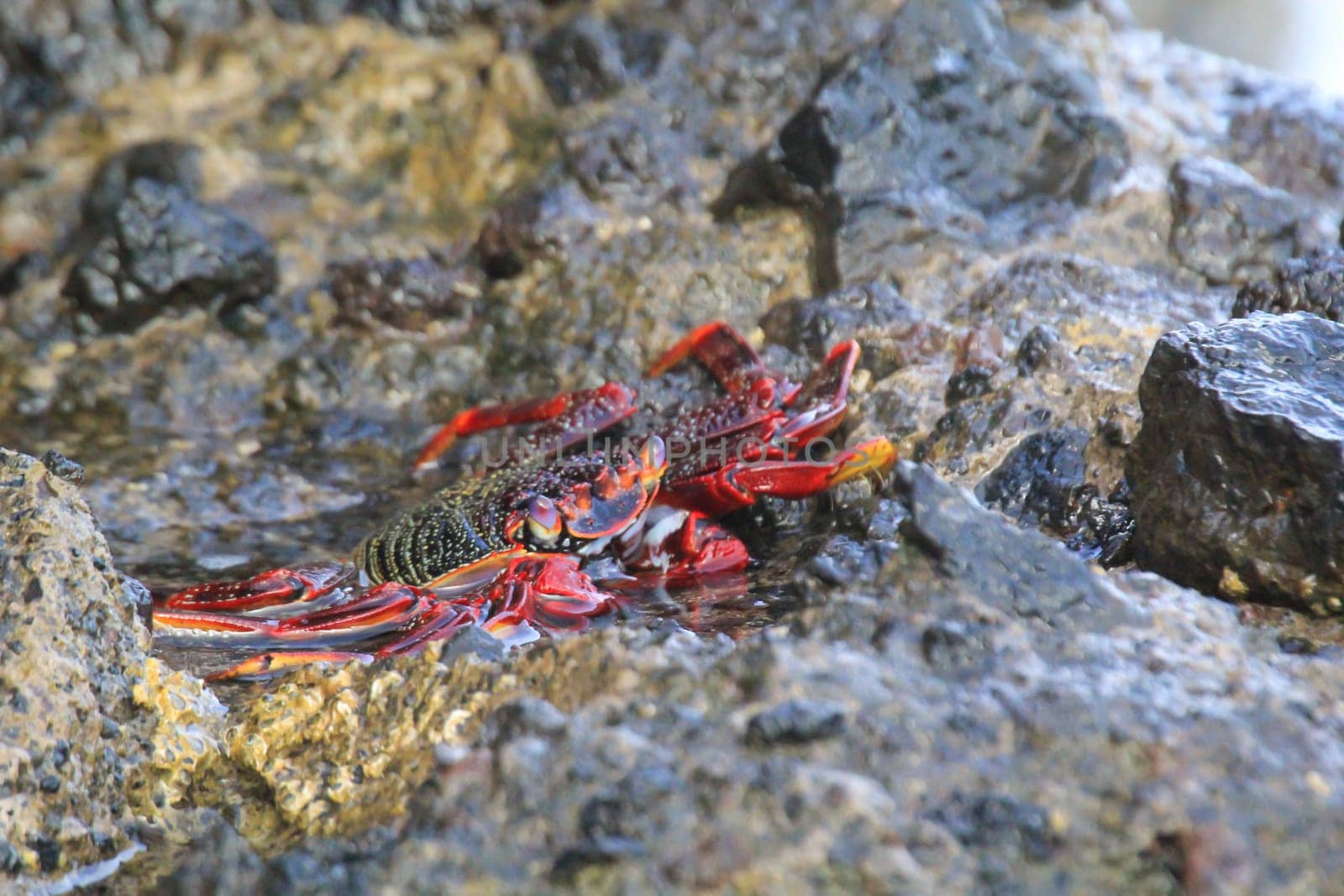 A red cliff crab or red rock crab on a rock by the sea.