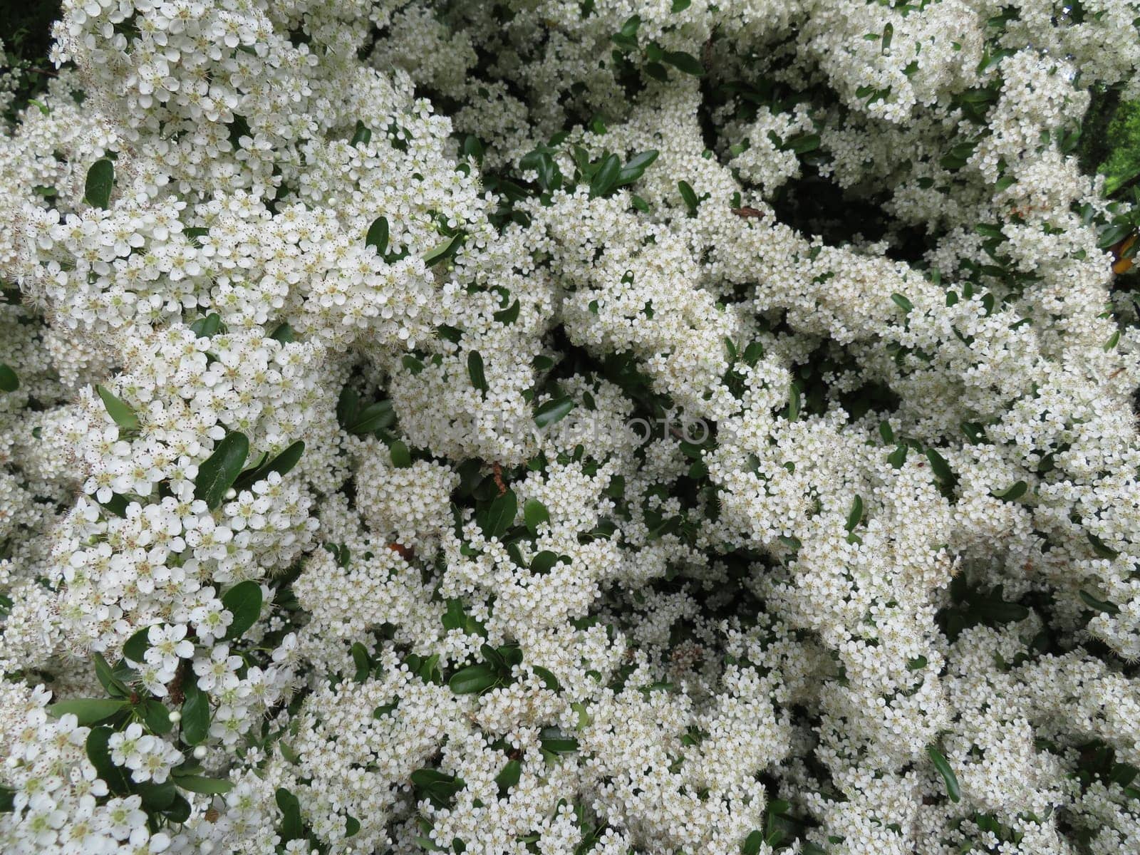 beautiful plant with small white flowers natural spring