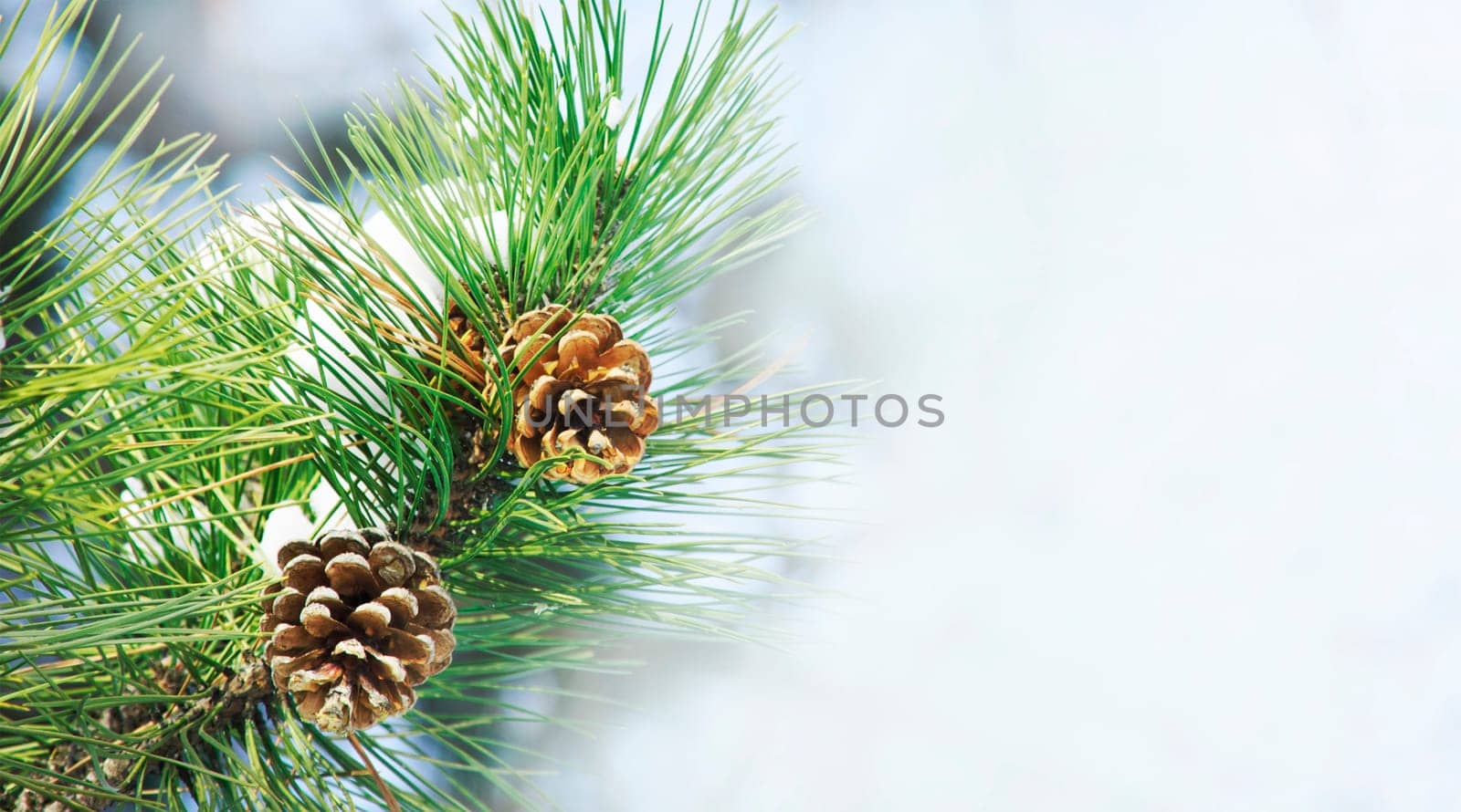 Closeup of pine cone on fir tree brunch under snow. Winter holiday banner design with copyspace. Christmas and new year seasonal holiday neture background.