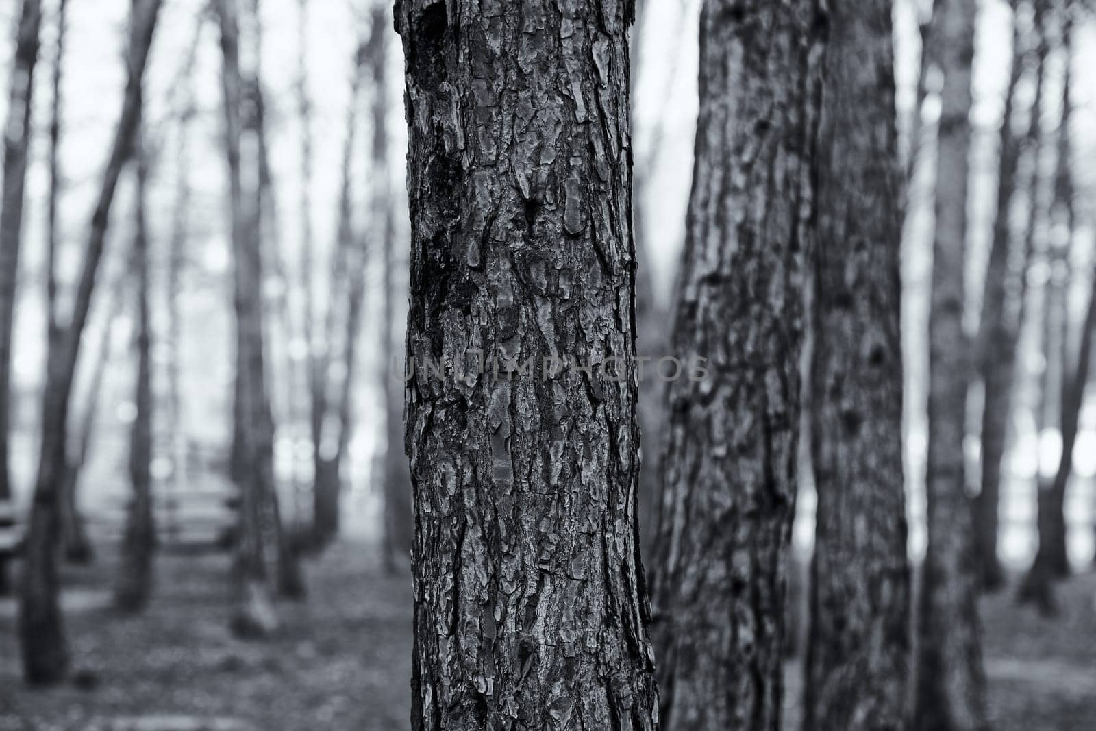 Detail of old trees in a forest in nature, environment and health