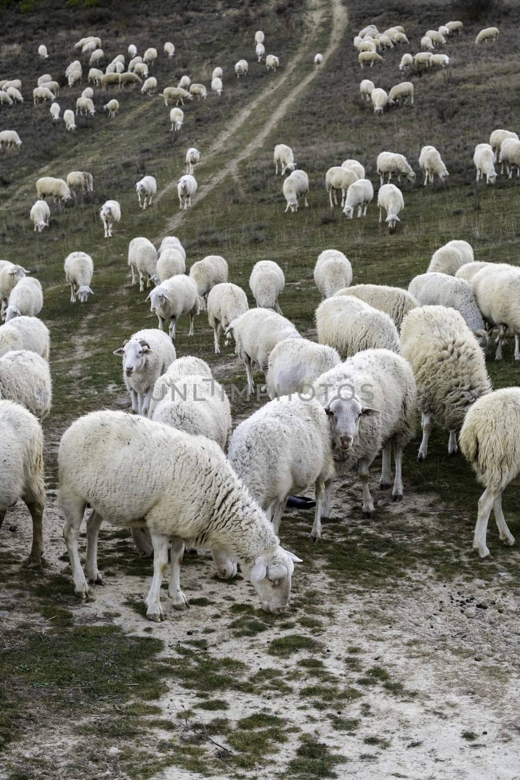 Detail of a group of animals on a farm, meat and textile industry, wool