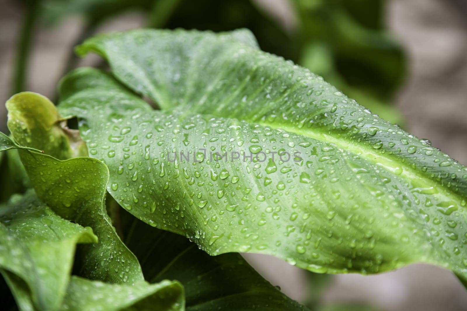 Detail of plant wet by raindrops on a winter day