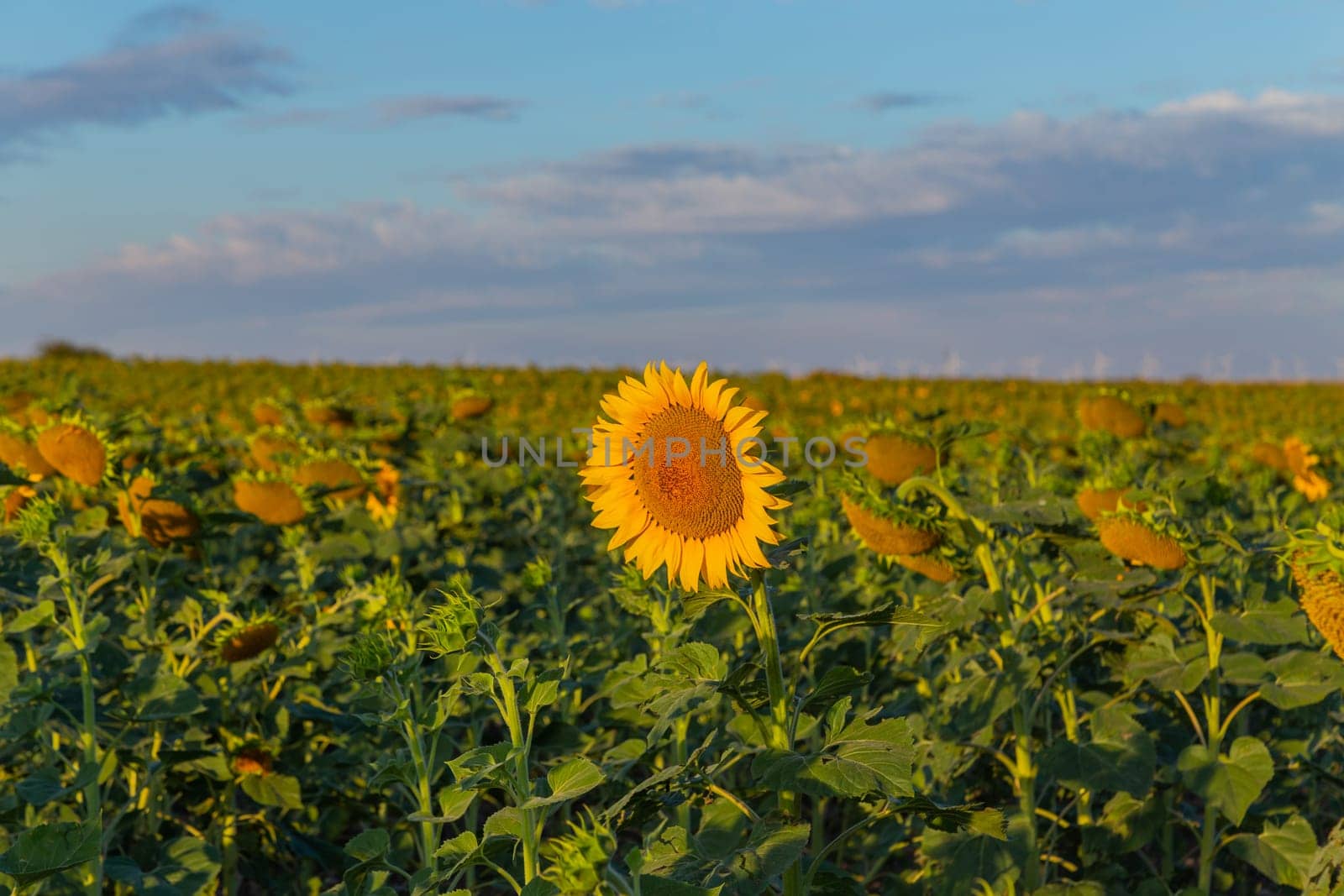 Field of yellow sunflowers in spring. Pamplona, Spain.