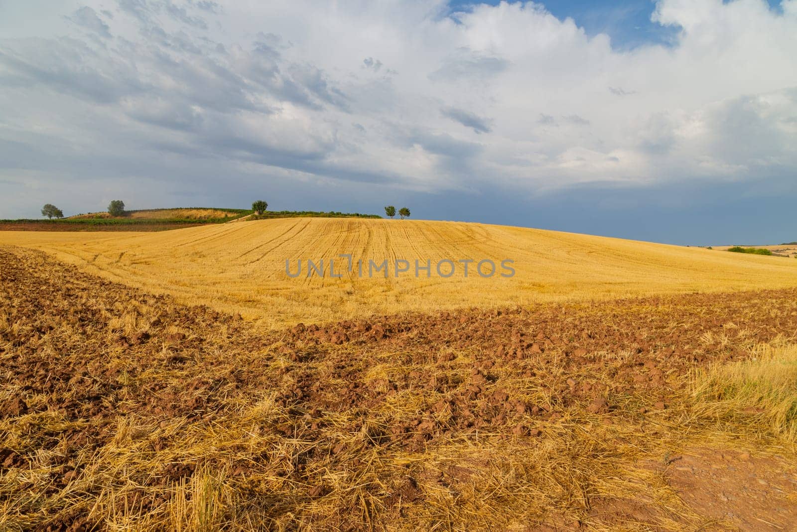 view of a crop field in the north of Spain
