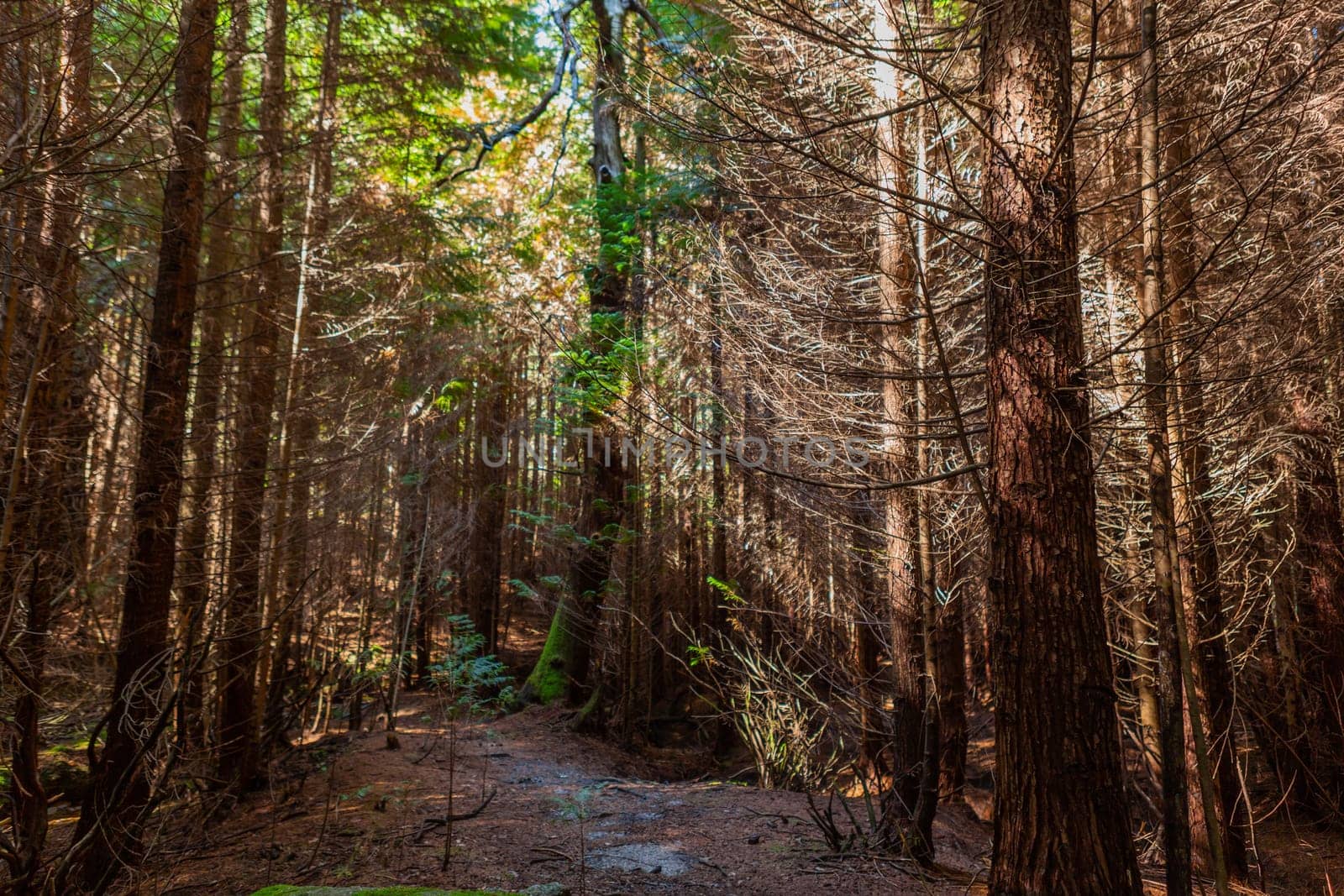 The moss on the trees in the woods at Geres, Portuguese National Park