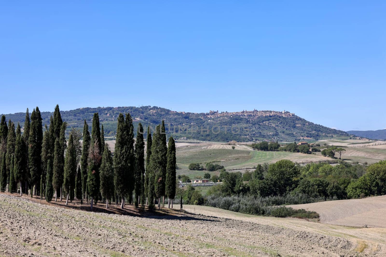 Iconic group of cypress trees in a field, near San Quirico,  Tuscany, Italy