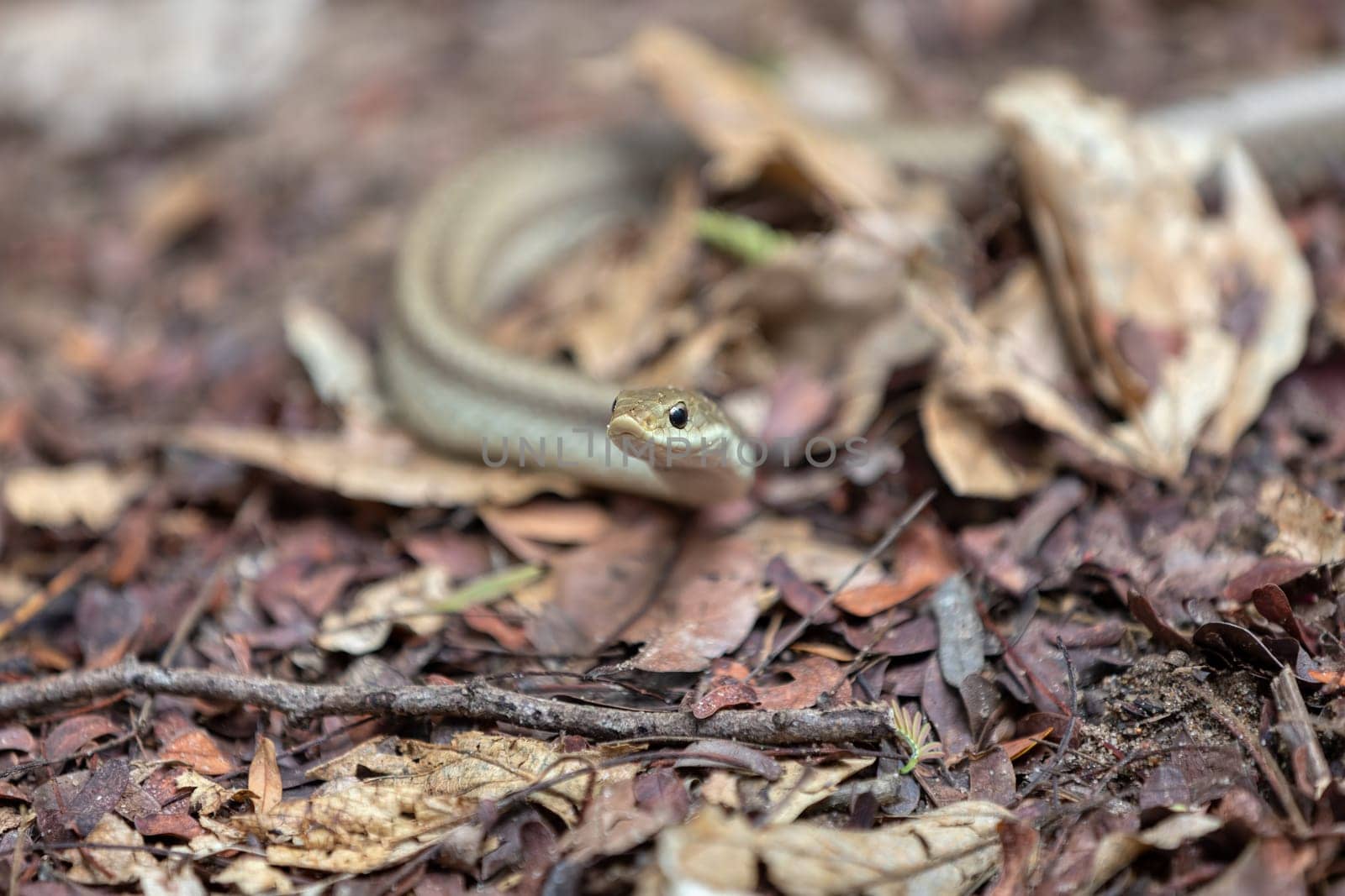 Leioheterodon modestus, known as the blonde hognose snake, endemic species of harmless snake in the family Pseudoxyrhophiidae. Tsingy de Bemaraha, Madagascar
