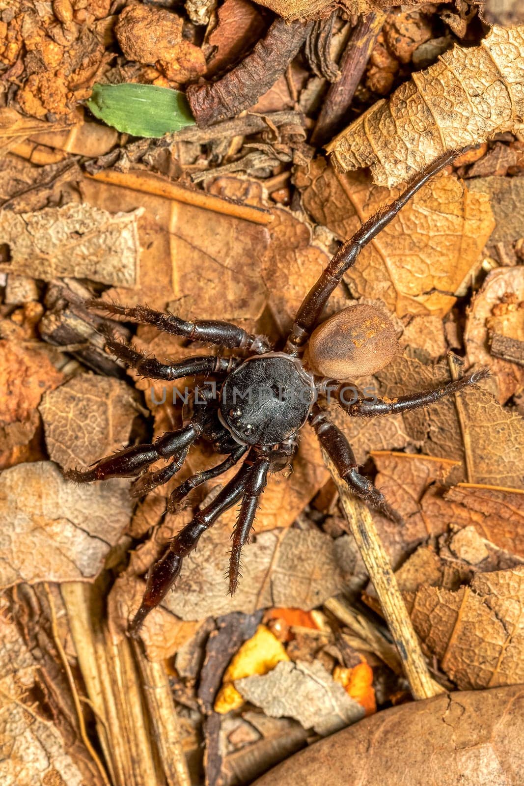 Ground spider, Gnaphosidae sp., Miandrivazo. Endemic spider hunting on ground. Madagascar wildlife animal