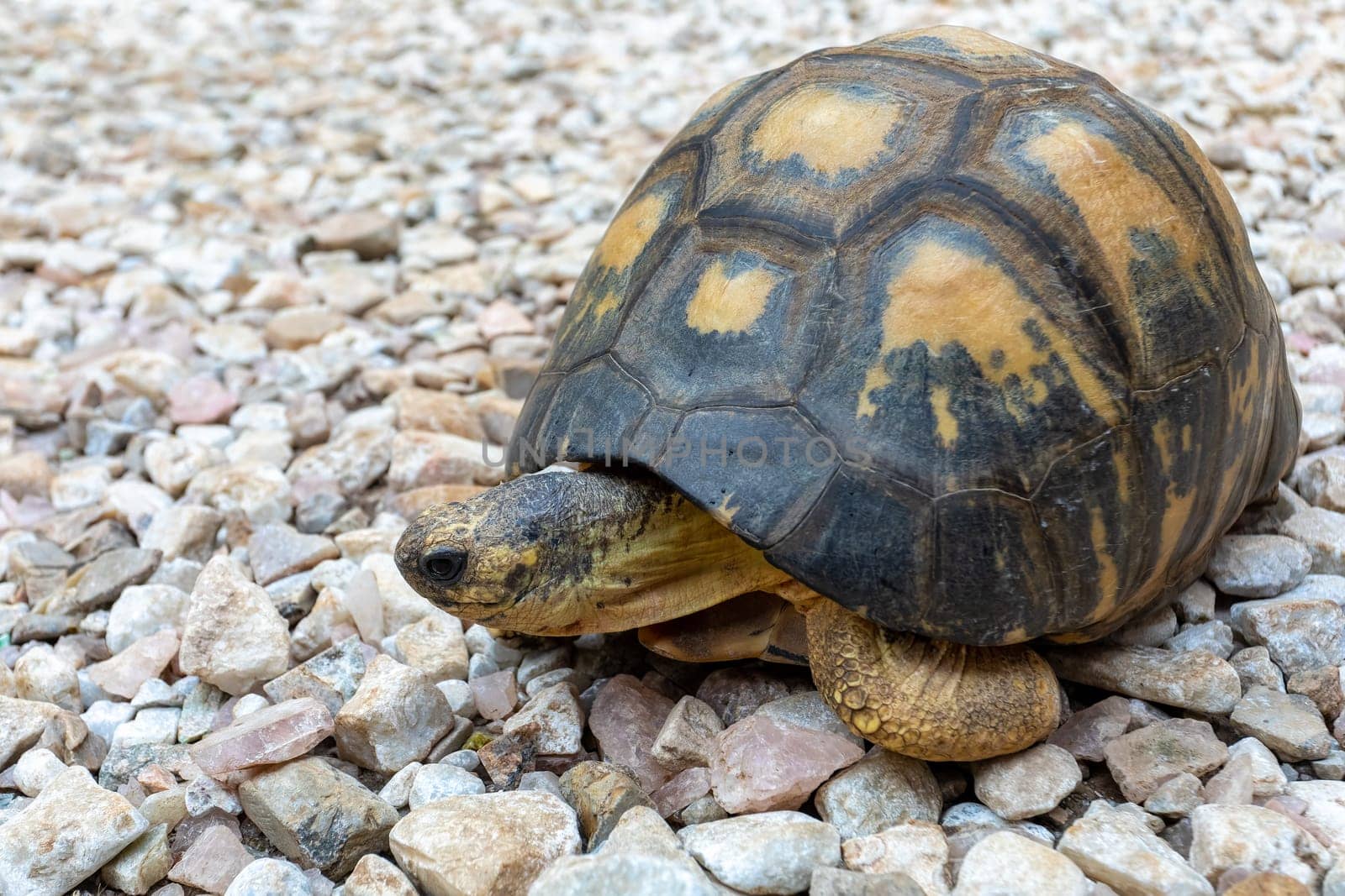 Radiated tortoise (Astrochelys radiata), critically endangered endemic turtle species in the family Testudinidae. Antsirabe, Madagascar wildlife animal