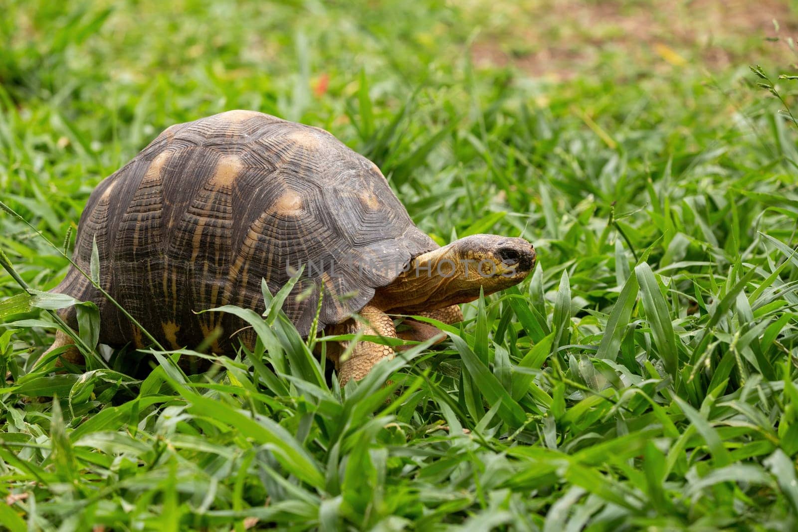 Radiated tortoise (Astrochelys radiata), critically endangered endemic turtle species in the family Testudinidae. Ilakaka, Madagascar wildlife animal
