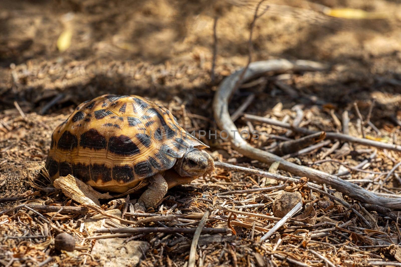Spider tortoise (Pyxis arachnoides), endemic species of tortoise in the family Testudinidae, Arboretum d'Antsokay. Madagascar wildlife animal